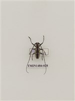 藏品(蘭嶼縱條長角天牛)的圖片